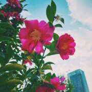 ヒメ日記 2025/02/07 23:53 投稿 ひなた ミラー