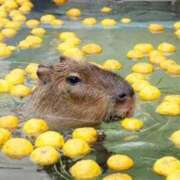 ヒメ日記 2025/02/12 16:30 投稿 ひなた ミラー