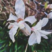 ヒメ日記 2025/03/30 12:04 投稿 ひなた ミラー