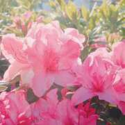 ヒメ日記 2025/04/30 23:37 投稿 ひなた ミラー