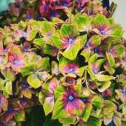 ヒメ日記 2025/05/11 12:03 投稿 ひなた ミラー