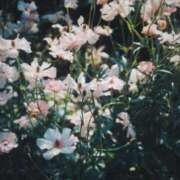 ヒメ日記 2025/05/13 08:17 投稿 ひなた ミラー