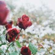 ヒメ日記 2025/05/26 08:02 投稿 ひなた ミラー