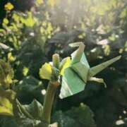 ヒメ日記 2025/06/04 12:00 投稿 ひなた ミラー