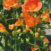 ヒメ日記 2025/06/23 08:31 投稿 ひなた ミラー