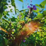 ヒメ日記 2025/06/24 08:47 投稿 ひなた ミラー