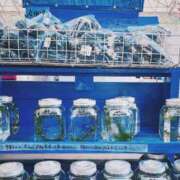 ヒメ日記 2025/07/24 10:01 投稿 ひなた ミラー