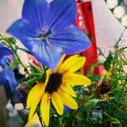 ヒメ日記 2025/07/27 02:15 投稿 ひなた ミラー