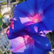 ヒメ日記 2025/08/12 07:56 投稿 ひなた ミラー