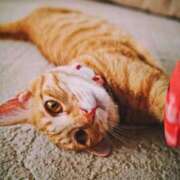 ヒメ日記 2025/08/16 18:09 投稿 ひなた ミラー