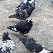 ヒメ日記 2025/08/24 17:01 投稿 ひなた ミラー