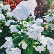 ヒメ日記 2025/09/06 09:02 投稿 ひなた ミラー