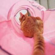 ヒメ日記 2025/12/03 23:00 投稿 ひなた ミラー