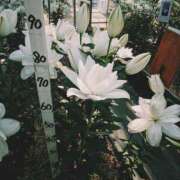 ヒメ日記 2026/01/04 12:45 投稿 ひなた ミラー