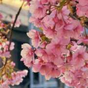 ヒメ日記 2026/02/19 17:44 投稿 ひなた ミラー