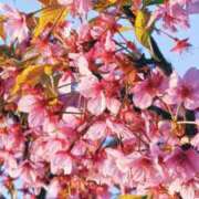 ヒメ日記 2026/03/07 12:01 投稿 ひなた ミラー