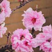 ヒメ日記 2026/03/21 11:22 投稿 ひなた ミラー