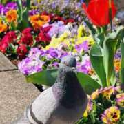 ヒメ日記 2026/03/28 09:48 投稿 ひなた ミラー