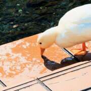 ヒメ日記 2026/03/28 12:34 投稿 ひなた ミラー