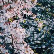 ヒメ日記 2026/04/04 12:03 投稿 ひなた ミラー