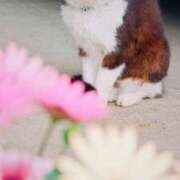 ヒメ日記 2026/04/06 08:30 投稿 ひなた ミラー