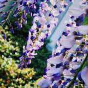 ヒメ日記 2026/04/16 12:31 投稿 ひなた ミラー