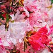 ヒメ日記 2026/04/28 09:15 投稿 ひなた ミラー