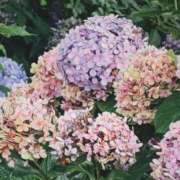 ヒメ日記 2026/07/06 06:45 投稿 ひなた ミラー