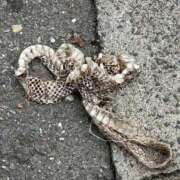 ヒメ日記 2025/06/13 06:33 投稿 めろん ミラー