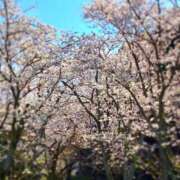 ヒメ日記 2025/04/05 12:15 投稿 あゆ ミラー