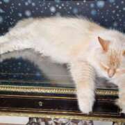 みすず 3週間ご予約満了ありがとうございます❤️ 東京人妻セレブリティ（ユメオト）