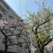 坂口まりの 春ー！🌸 ウルトラホワイト