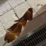 ヒメ日記 2026/01/13 11:02 投稿 らん 舐めフェチの会