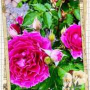 ヒメ日記 2025/05/30 13:19 投稿 天音(あまね) PLUS梅田店