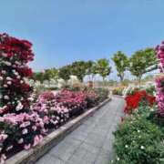 天音(あまね) 素敵な場所🌹 PLUS梅田店