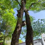 ヒメ日記 2025/06/01 10:02 投稿 京本 ミセスの手ほどき