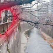 京本 サクラサク ミセスの手ほどき