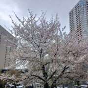 ヒメ日記 2026/04/07 12:08 投稿 京本 ミセスの手ほどき