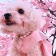 ヒメ日記 2025/03/15 12:31 投稿 せいか♪ プリティーガール