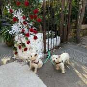 ヒメ日記 2025/09/10 14:25 投稿 せいか♪ プリティーガール