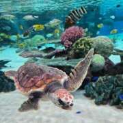 あかり 到着⊂(  ˙ε .  )⊃ 和楽(わらく)