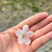 ヒメ日記 2025/03/31 10:47 投稿 さくら☆山梨トップクラス人気嬢 ぽちゃぶらんか甲府店(カサブランカグループ)