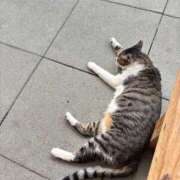 ヒメ日記 2025/08/26 18:58 投稿 さくら☆山梨トップクラス人気嬢 ぽちゃぶらんか甲府店(カサブランカグループ)