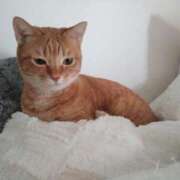 ヒメ日記 2025/11/29 15:40 投稿 さくら☆山梨トップクラス人気嬢 ぽちゃぶらんか甲府店(カサブランカグループ)