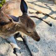 ヒメ日記 2026/06/15 19:46 投稿 さくら☆山梨トップクラス人気嬢 ぽちゃぶらんか甲府店(カサブランカグループ)