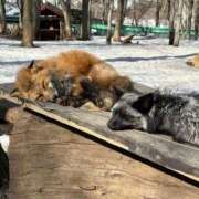 ヒメ日記 2025/03/12 21:09 投稿 るあ 桃色クリスタル