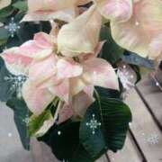 ヒメ日記 2024/12/13 23:03 投稿 かおり 人妻花かんざし