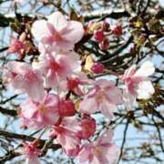 ヒメ日記 2025/02/18 08:01 投稿 かおり 人妻花かんざし