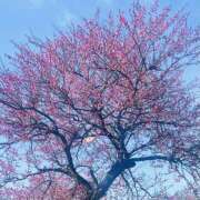 ヒメ日記 2025/02/22 16:04 投稿 かおり 人妻花かんざし