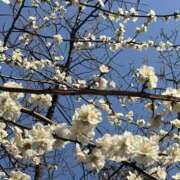 ヒメ日記 2025/03/02 20:18 投稿 かおり 人妻花かんざし